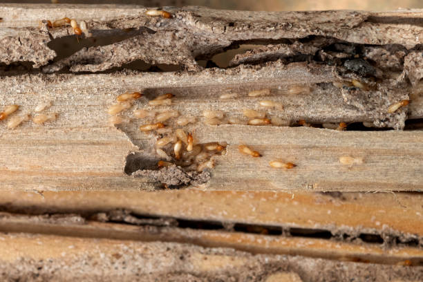 Best Wasp Removal Services  in Orida Ridge, FL