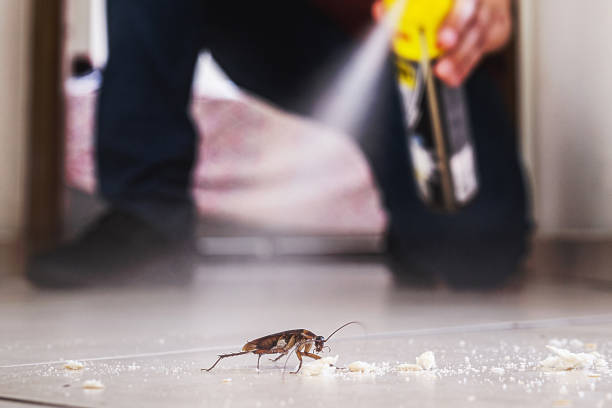Flea Control Services in Florida Ridge, FL